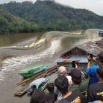 “Rencontre effrayante à Kalimantan : des serpents à tête de taureau de 100m de long terrifient les habitants” ! trop horrible
