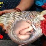 Les internautes ont été choqués lorsqu’ils ont soudainement attrapé un poisson muté dans leur estomac soupçonné de contenir un bébé (Vidéo)