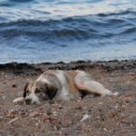 Le plaidoyer d’un chien sans-abri touche les cœurs sur la plage ensoleillée