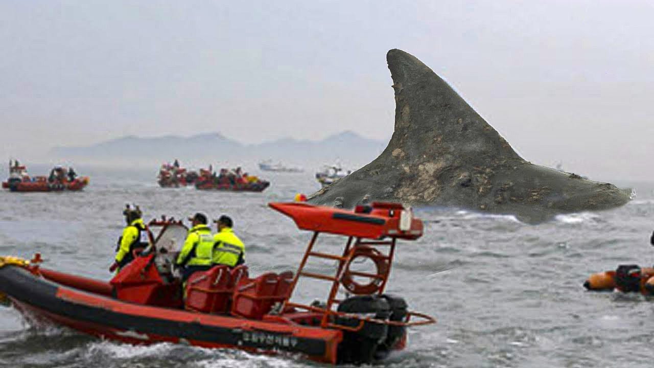 “Descoberta surpreendente: enorme tubarão capturado na câmera deixa zoólogos em choque”