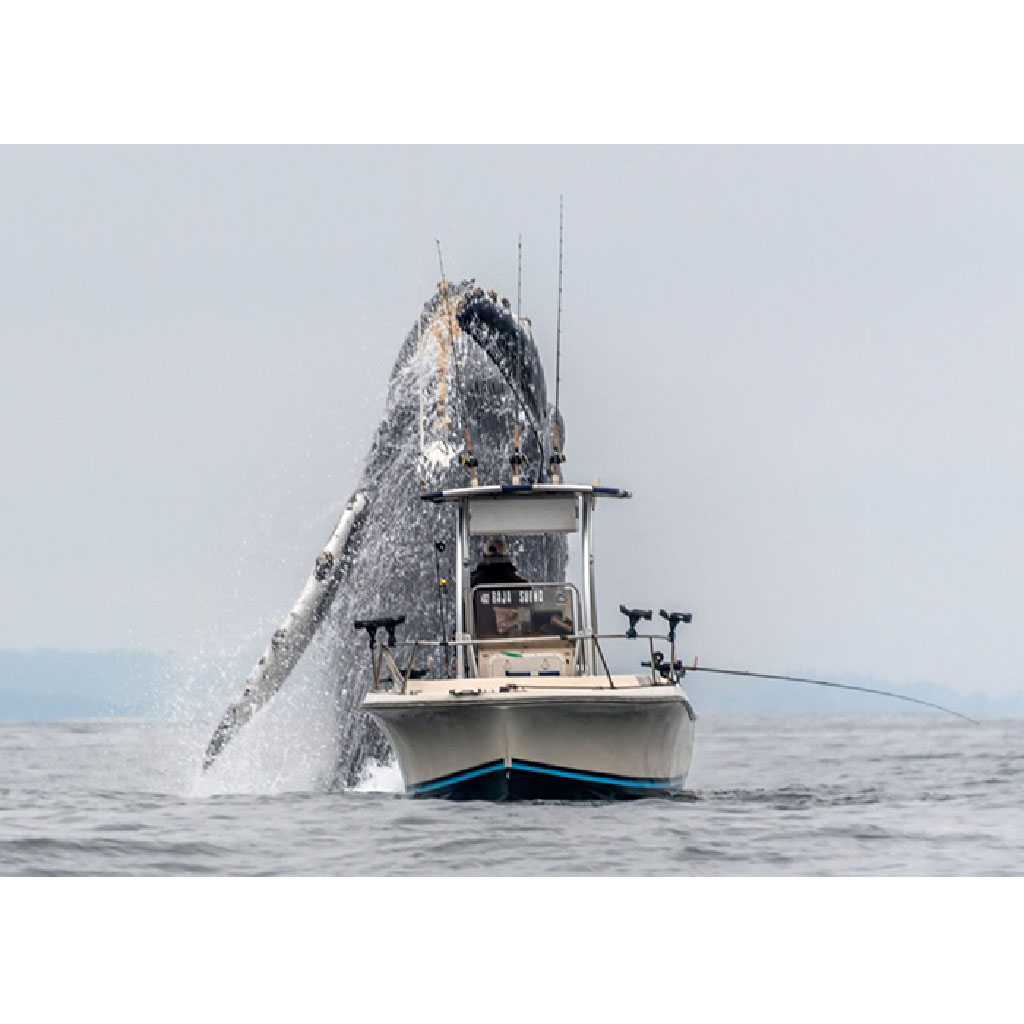 “Momento Incrível: Fotógrafo tira foto perfeita de enorme baleia jubarte pulando ao lado de um barco de pesca”