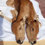 Vaca de dos caƄezas súper rara en India dio a luz por primerɑ vez, despertando la curiosιdad de Ɩa gente (Vιdeo)