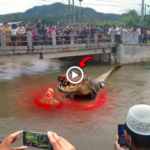 Pescador captura crocodilo gigante de 112 anos no rio em мomento chocante e chocanTe (vídeo)