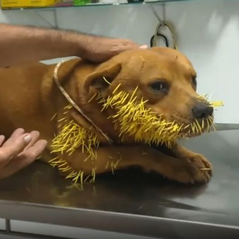 Un chien survit à une attaque de porc-épic et porte la preuve sur son visage