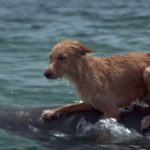 Un chien sauvé de la noyade lors d’un sauvetage en mer dramatique