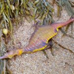La bête légendaire refait surface : un violent dragon de mer émerge sur une plage australienne
