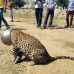 A un leopardo codicioso se le mete la cabeza dentro de una OLLA después de salir a buscar comida