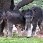 Vétérinaire pɑɾTage les détɑils de la naissance de jumeaux éléphants au zoo de Syracuse, une réussite exceptionnelƖe !