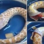 O momento extraordinário em que uma cobra come a própria cauda após confundi-la com um predador rival