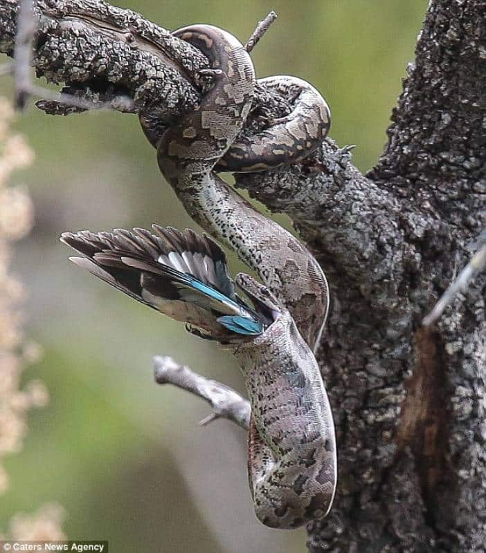 O pássaro foi pego em uma rede de cobras em uma árvore alta.