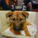 Sauvetage héroïque : le voyage déchirant de Stray Puppy après avoir été renversé par une voiture et laissé souffrir dans le froid