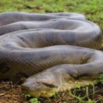Dimensions révélatrices : quelle est la taille réelle des anacondas d’Amazon ?