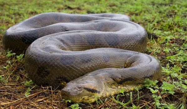 Dimensions révélatrices : quelle est la taille réelle des anacondas d’Amazon ?