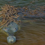 Sur cette photo captivante, le père crocodile porte fièrement une centaine de petits sur son dos puissant (vidéo)