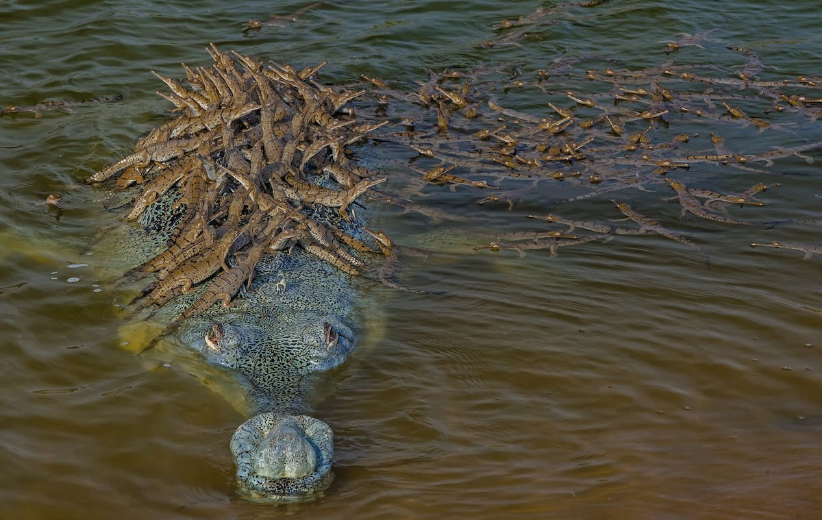 Sur cette photo captivante, le père crocodile porte fièrement une centaine de petits sur son dos puissant (vidéo)