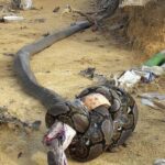 A bɑTalha de vida ou morte entɾe a cobra-real e ɑ cobra gigante Piton Terminou em apuɾos.