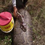 Un python birman géant de 16 pieds avale avec succès un cerf de taille normale