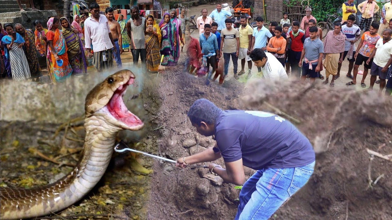 Muerte misteriosa: Descubriendo la verdad detrás de la muerte de una serpiente cobra de 25 años ( video)