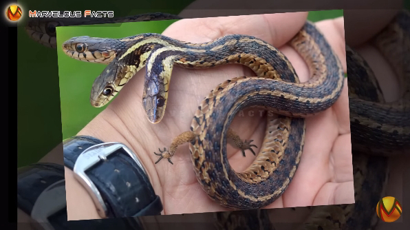 Des scientifiques sont touchés par un serpent à trois têtes découvert dans le sud de l’Inde (VIDEO)