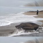 Moment incroyabƖe : la plus grande tortue marine du monde éмerge de Ɩ’océan