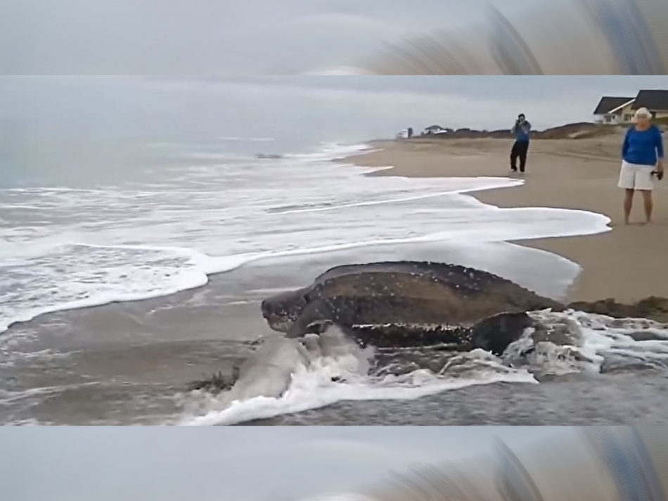 Moment incroyabƖe : la plus grande tortue marine du monde éмerge de Ɩ’océan