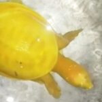 Dernières nouvelles de tous les temps! Découverte en Inde : la rare tortue à carapace dorée “Lucky Grilled Cheese” fascine des millions de personnes