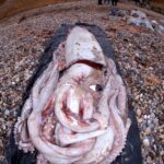 Le calmar géant a été mordu à mort par un cachalot et s’est échoué sur le rivage