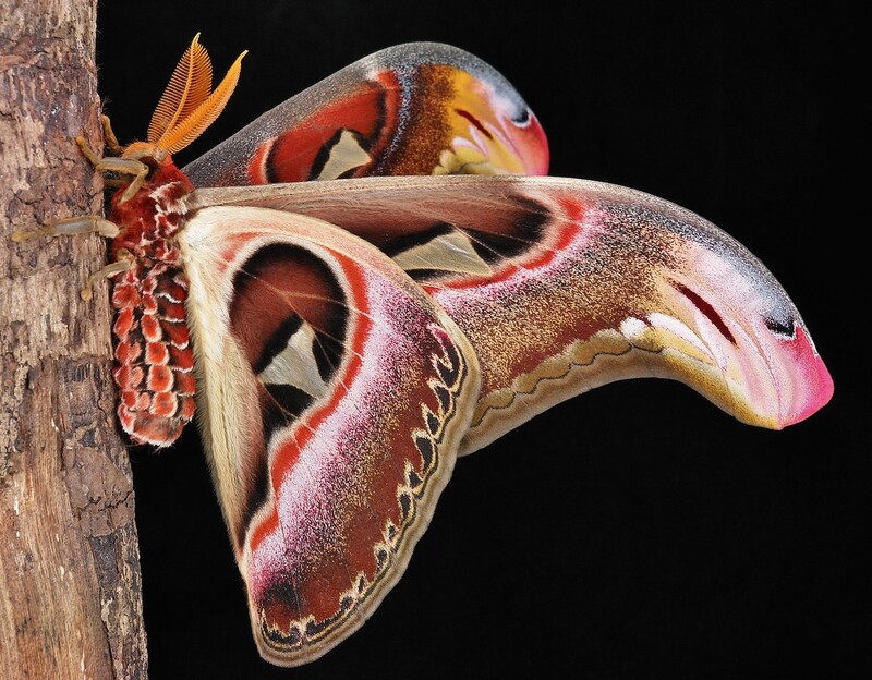 Fascinant secret : un serpent géant se camoufle en papillon.