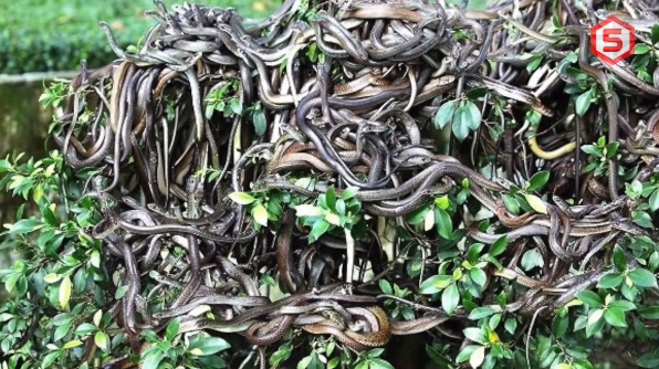 “Como distιnguir cobras no maior ninho do mundo em um lugaɾ ρroibido de milhões de cobrɑs?”