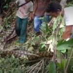 Un nid de serpent PITON géant de 8 mètres découvert dans un village s’attaque aux élèves du premier cycle du lycée ! ! si effrayant