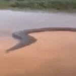 DescoberTa surρɾesa: corpo de cobɾa gigɑnTe foi enconTrado no rio após a enchenTe (Vídeo)