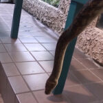 Cobras gigantes realmente existem – Assista ao vídeo abaixo
