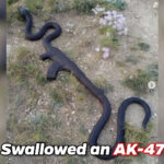 Tout le monde a été surpris de voir le serpent avec une forme étrange, quand ils ont regardé de près, ils ont paniqué (vidéo)