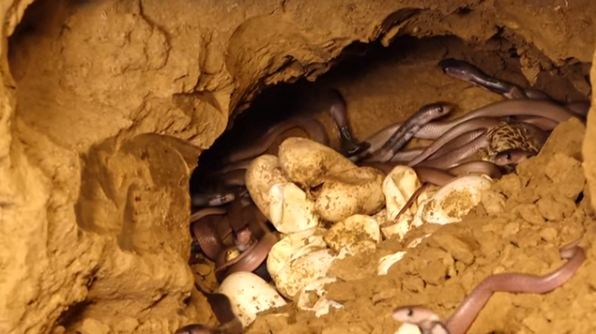 Amazing Discovery: Secret Treasure – Giant Cobra’s Nest