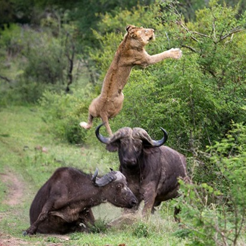Cena espetacular de búfalos atacando leões para salvar outros humanos