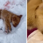 Um cachorro solitário deixado para morrer em uma floresta congelada enfrenta uma provação angustiante quando é emboscado por lobos selvagens