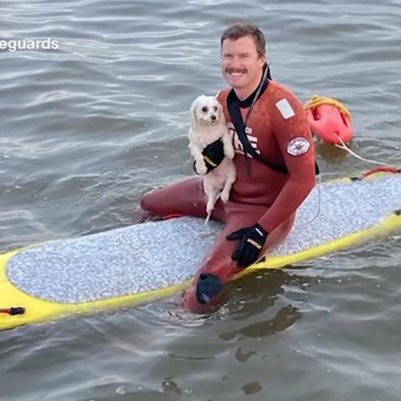 Um salva-vidas na Califórnia salvou um cachorro que foi levado ao mar durante as férias com seu dono