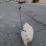 Durante a epidemia de covid-19, um cara inventou uma maneira de usar um drone para passear com o cachorro (vídeo)