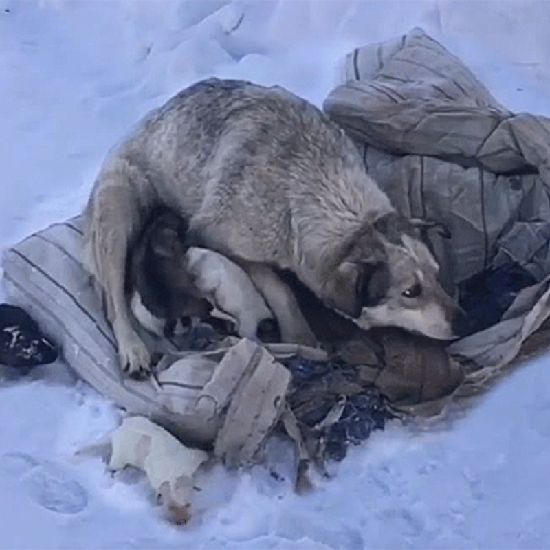Cachorra perdida deu à luz um bebê no meio do inverno, felizmente foi descoberta e resgatada