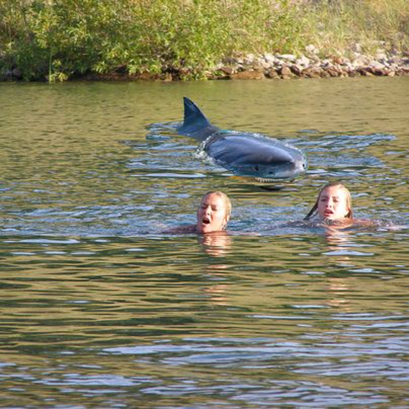 Un grand requin blanc est apparu dans un lac en Australie, menaçant la sécurité des gens