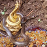 Découvrez le secret de la richesse cachée  découvrez de mystérieux trésors gardés par de mystérieux serpents(video)