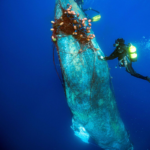 Mission de sauvetage  une baleine à bosse de 12 mètres libérée d’un filet dérivant illégal près des îles Baléares lors d’une opération sous-marine palpitante