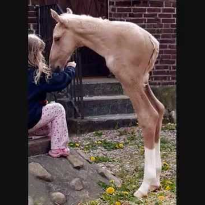 Vidéo déchirante  les soins indéfectibles du propriétaire pour un cheval à deux pattes depuis ses débuts