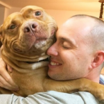 Après avoir été secouru : la gratitude de Pitbull transparaît dans son sourire