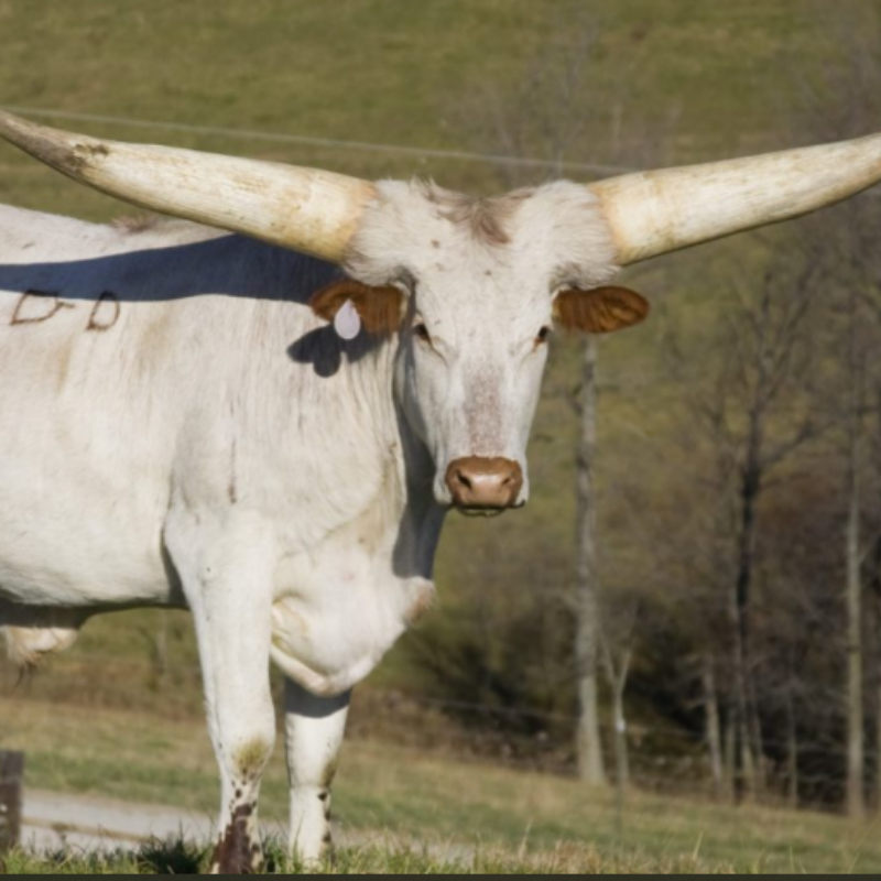 La asombrosa historia de un toro de tres cuernos de 6,000 libras y 32 pies de largo que asombró al mundo