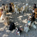 Dezenas de cães depois de serem adotados se reuniram e expressaram sua profunda gratidão aos seus donos
