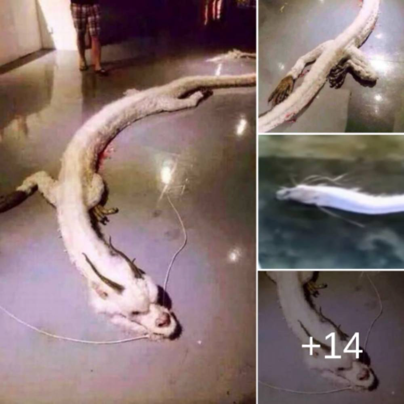 El legendario dragón blanco que fue visto en Malasia fue fotografiado mientras dormitaba en el suelo.