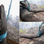 Serpientes salvajes gigantes de 30 pies mueren tratando de escapar de los incendios forestales de Indonesia