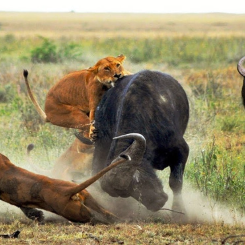 Uma manada de leões caçava búfalos selvagens, um deles “grudou na palma” fortemente, entrou em pânico e retirou-se da batalha