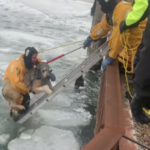 Labradoodle sauvé d’une périlleuse glace flottante à Freezing River